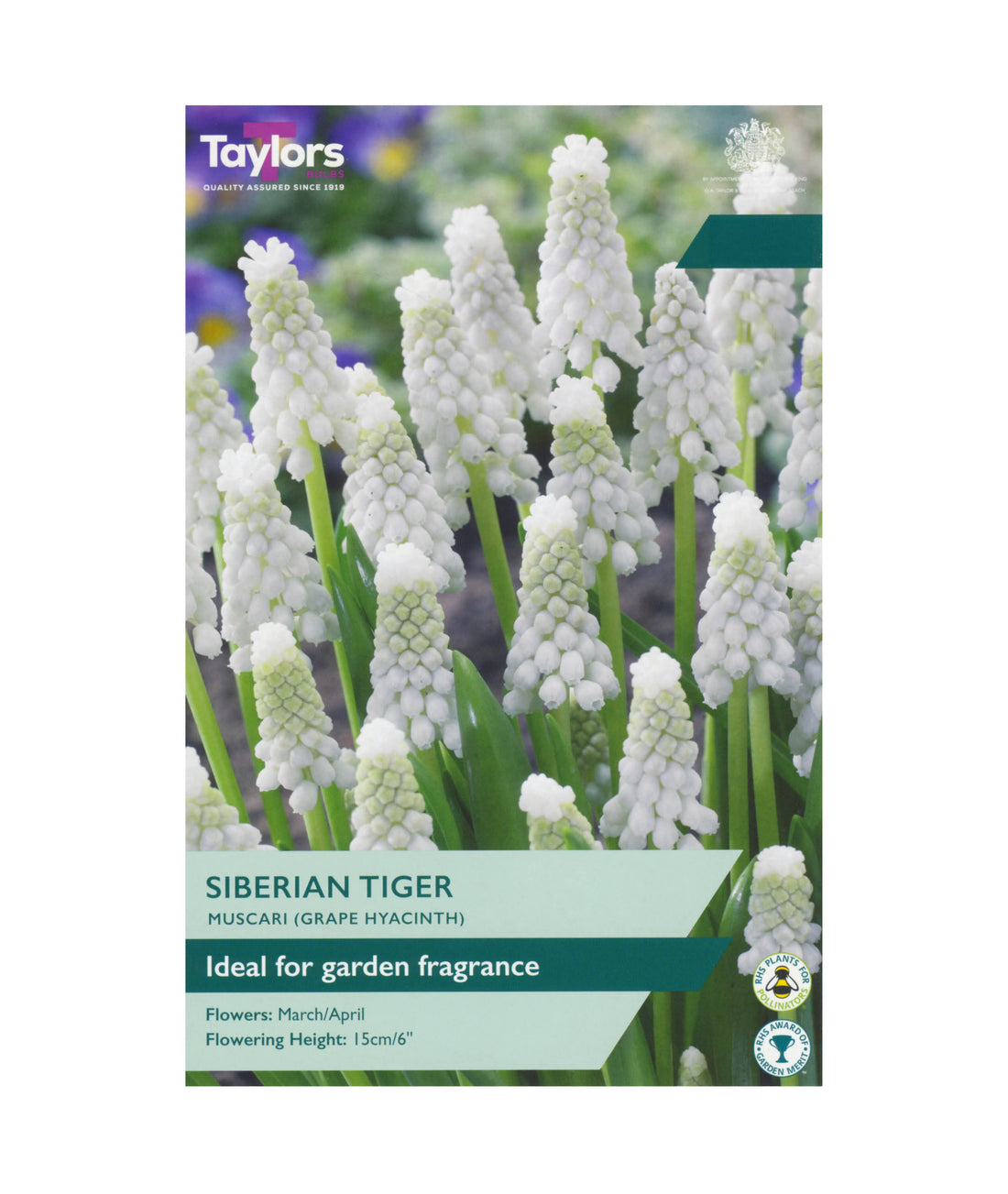 Muscari &