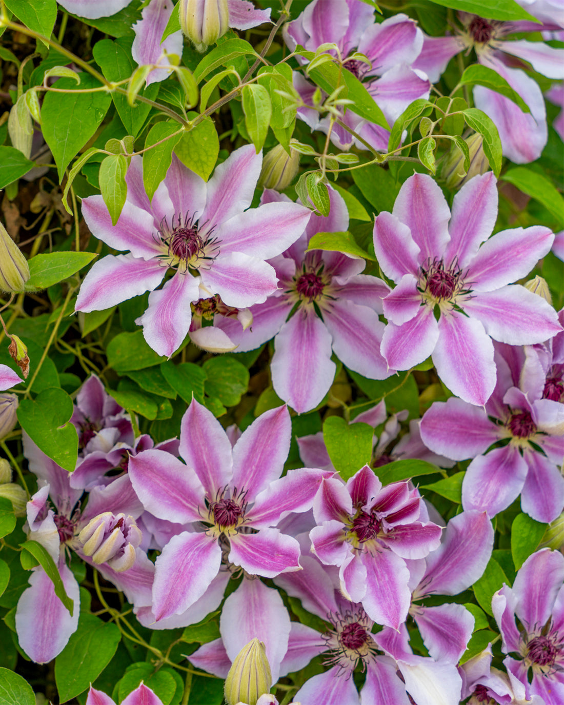 Clematis × ‘Nelly Moser’ - 3 litre pot