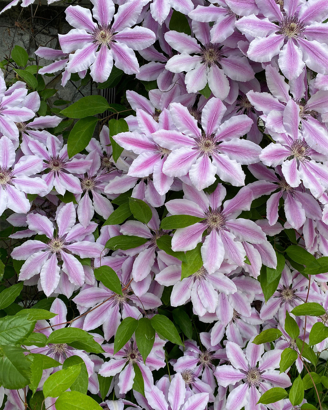 Clematis × ‘Nelly Moser’ - 3 litre pot