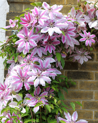 Clematis × ‘Nelly Moser’ - 3 litre pot