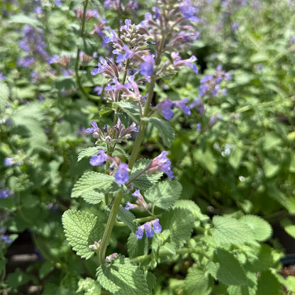 Nepeta × faassenii &