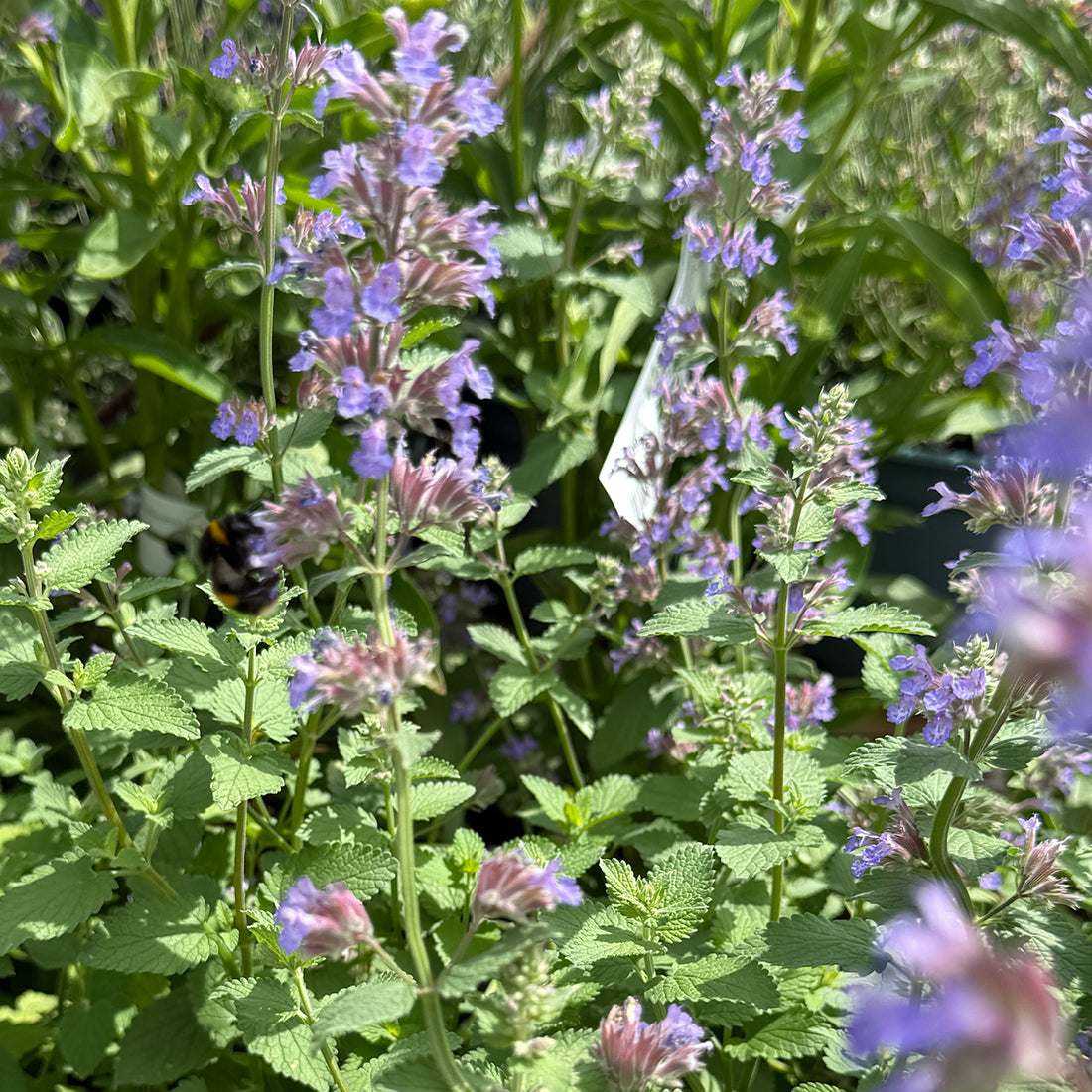 Nepeta × faassenii &