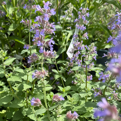 Nepeta × faassenii &