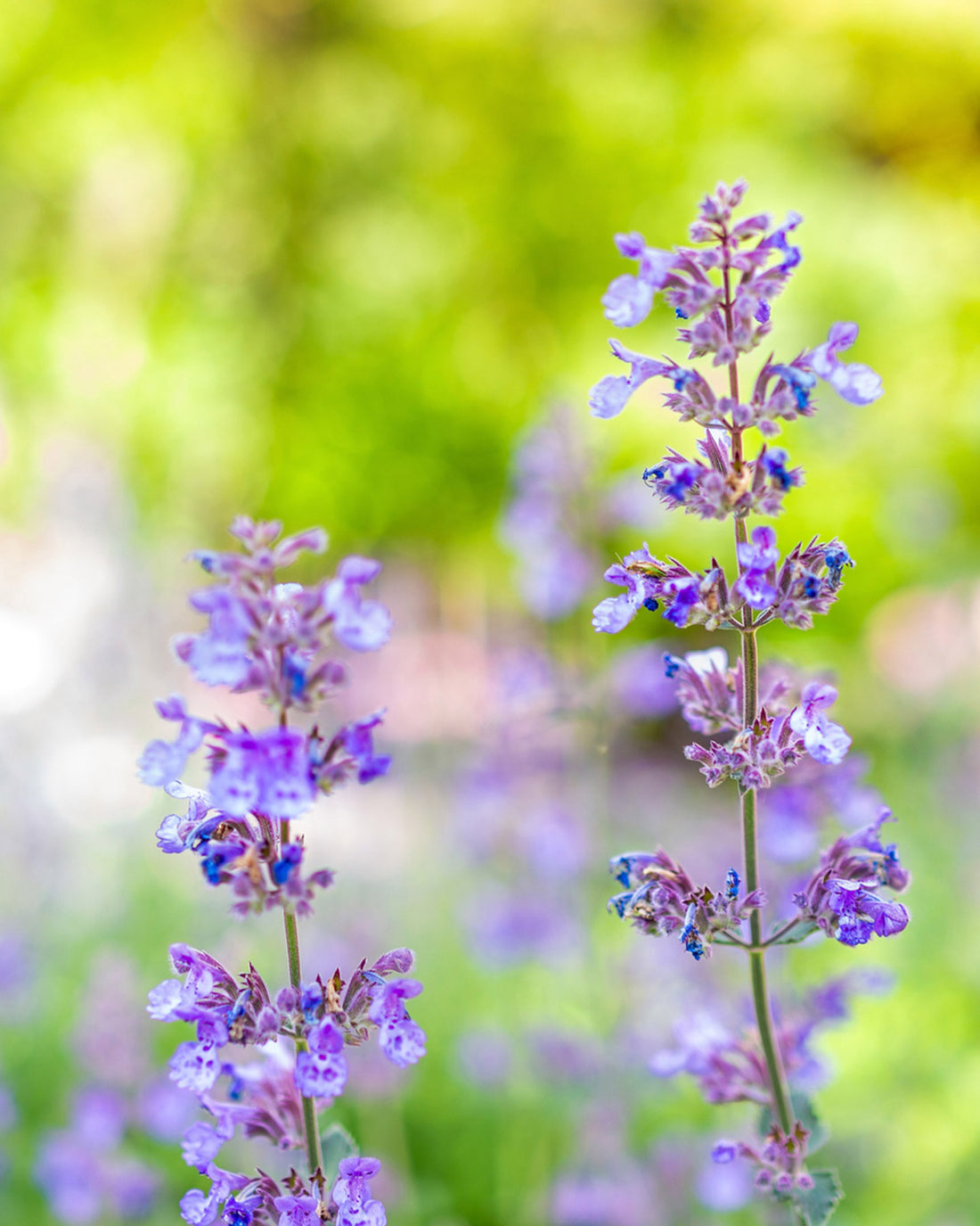 Nepeta racemosa &