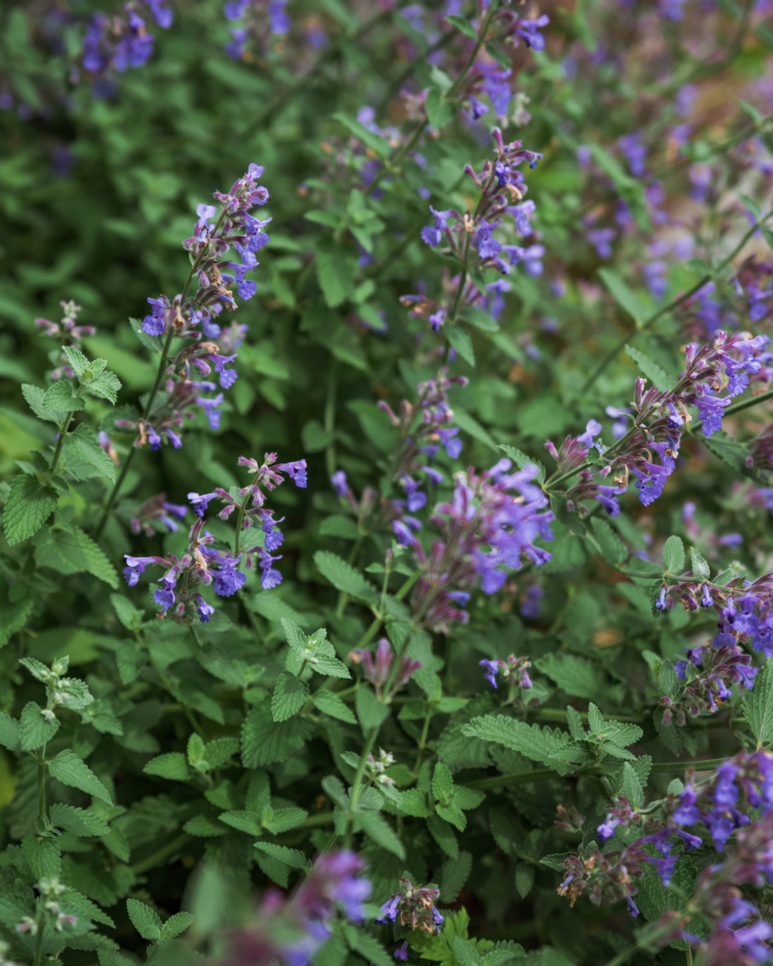 Nepeta racemosa &