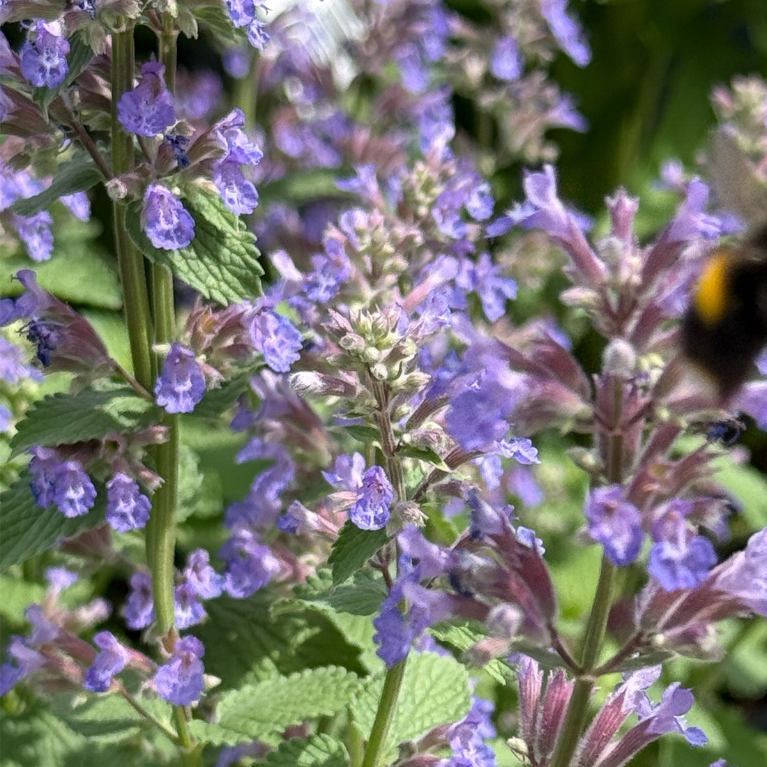 Nepeta × faassenii &