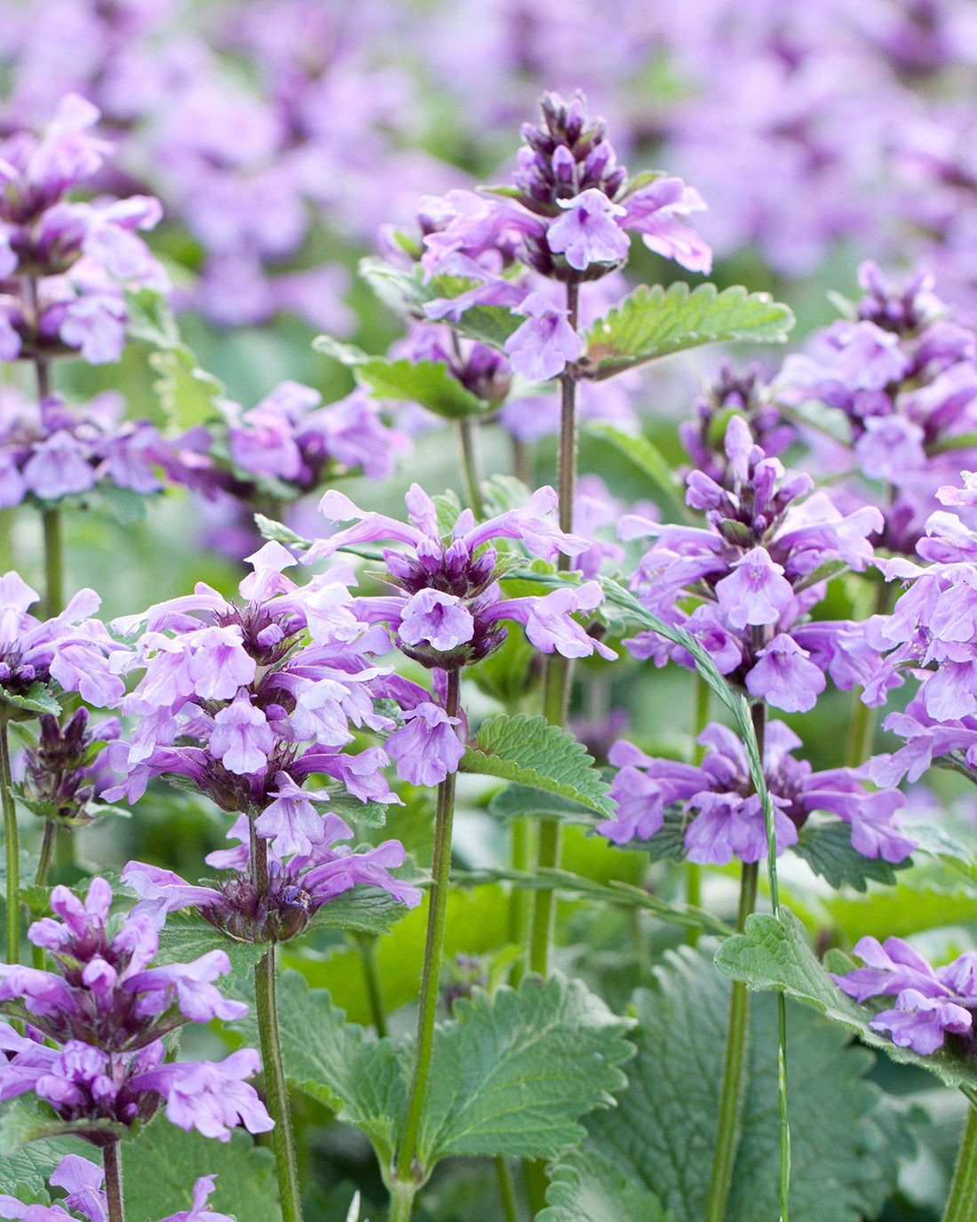 Nepeta × faassenii &