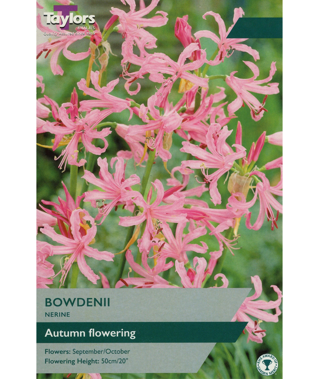 Nerine bowdenii