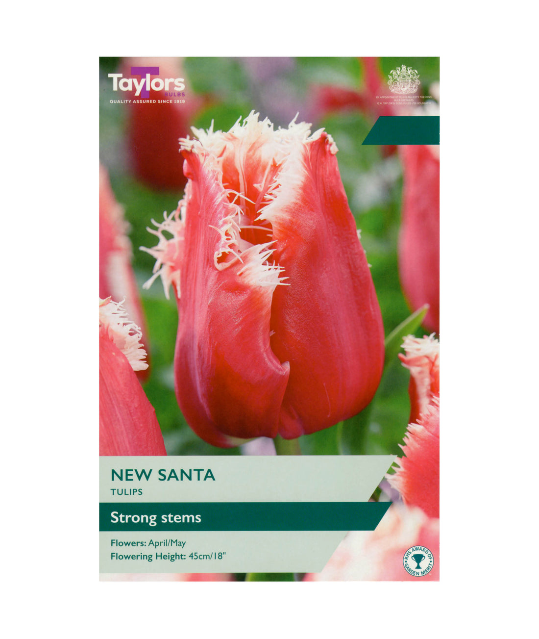 Tulip &