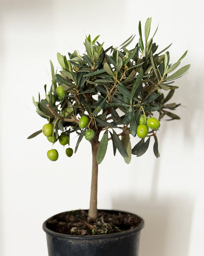Mini Standard Olive Tree