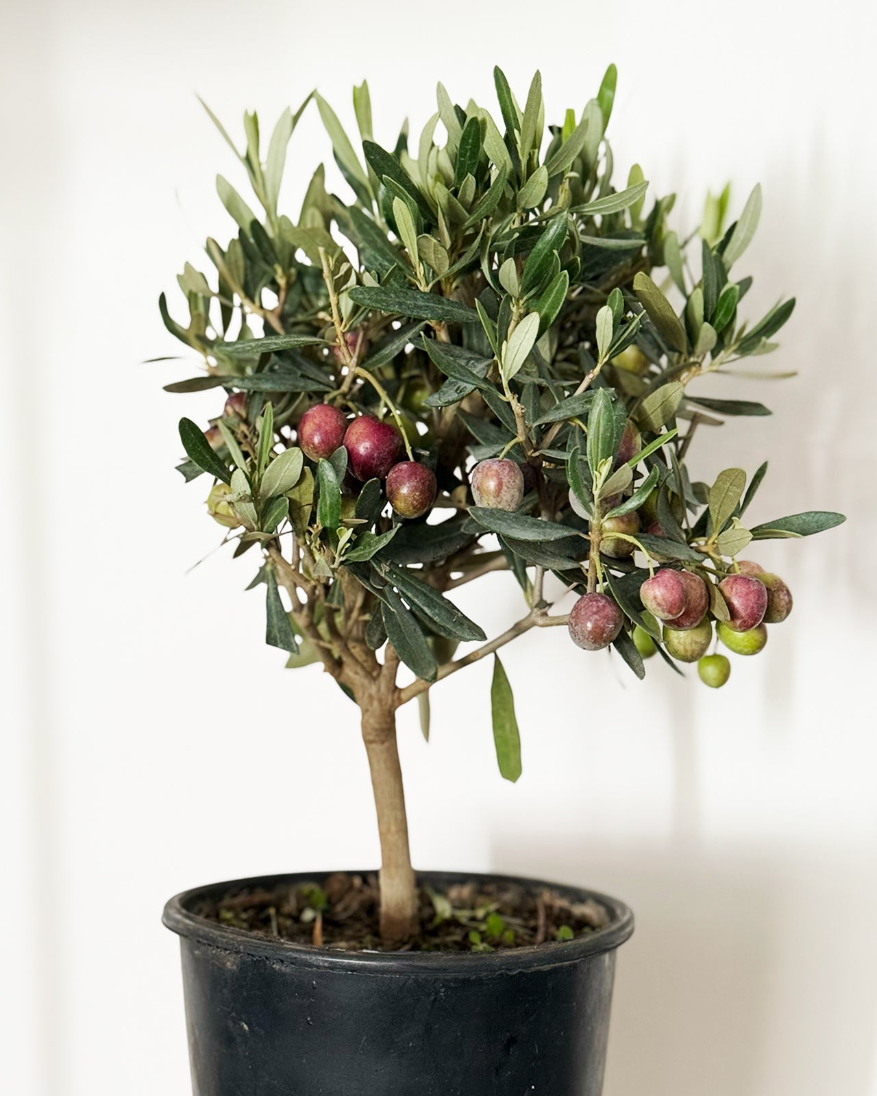 Mini Standard Olive Tree