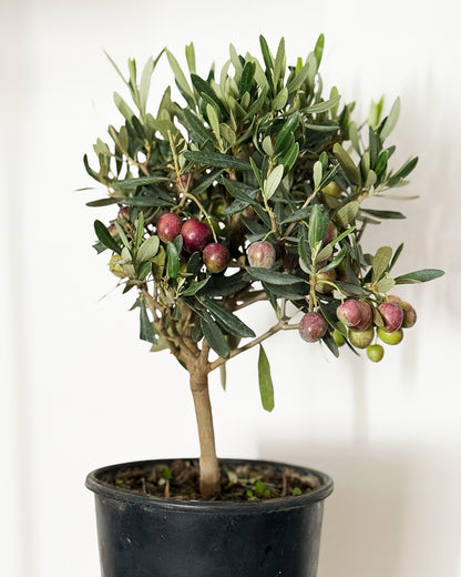 Mini Standard Olive Tree