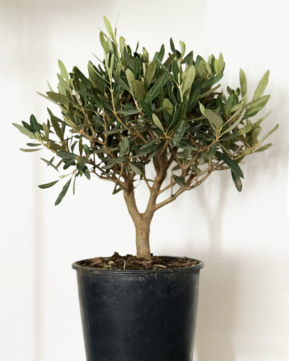 Mini Standard Olive Tree