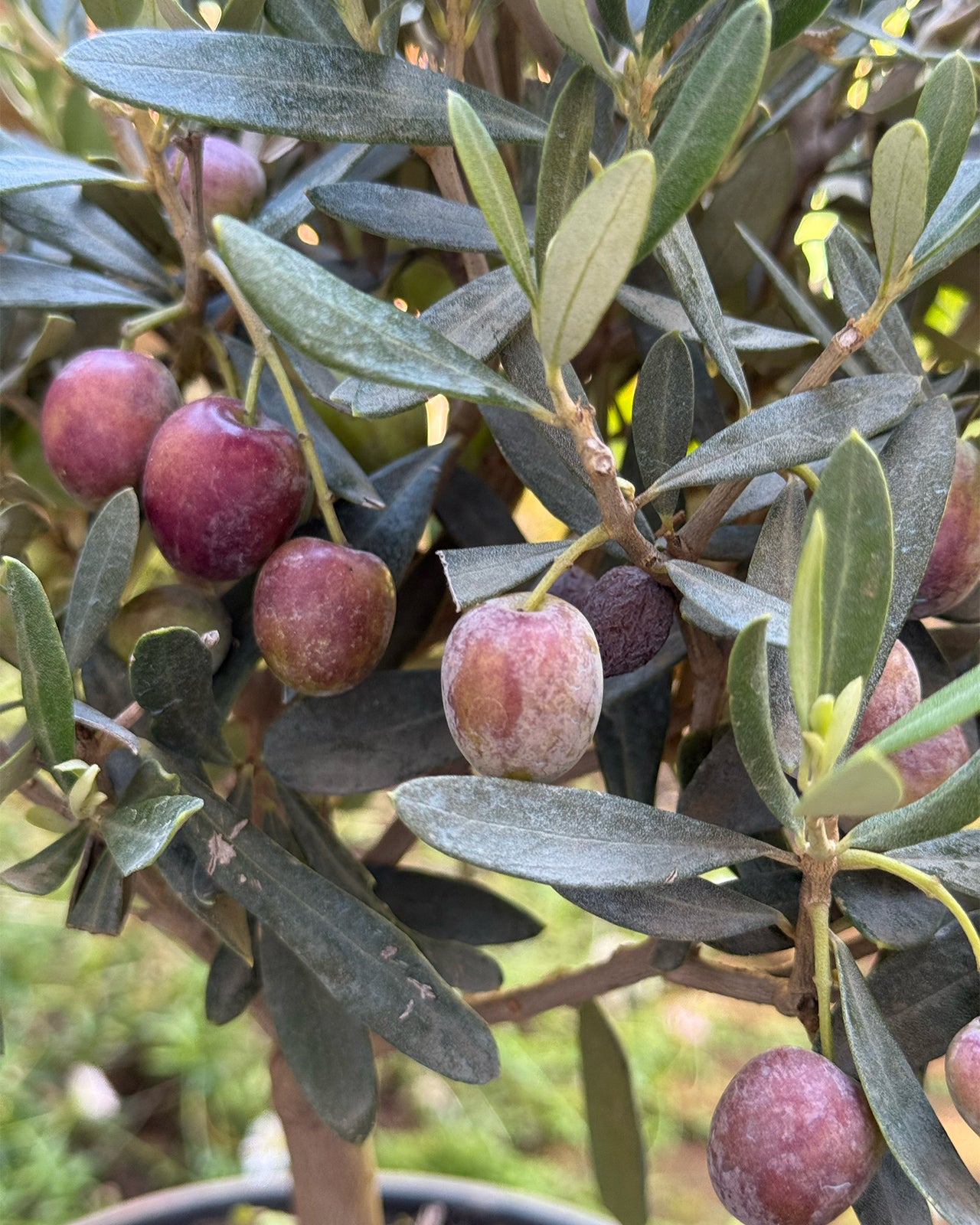 Mini Standard Olive Tree