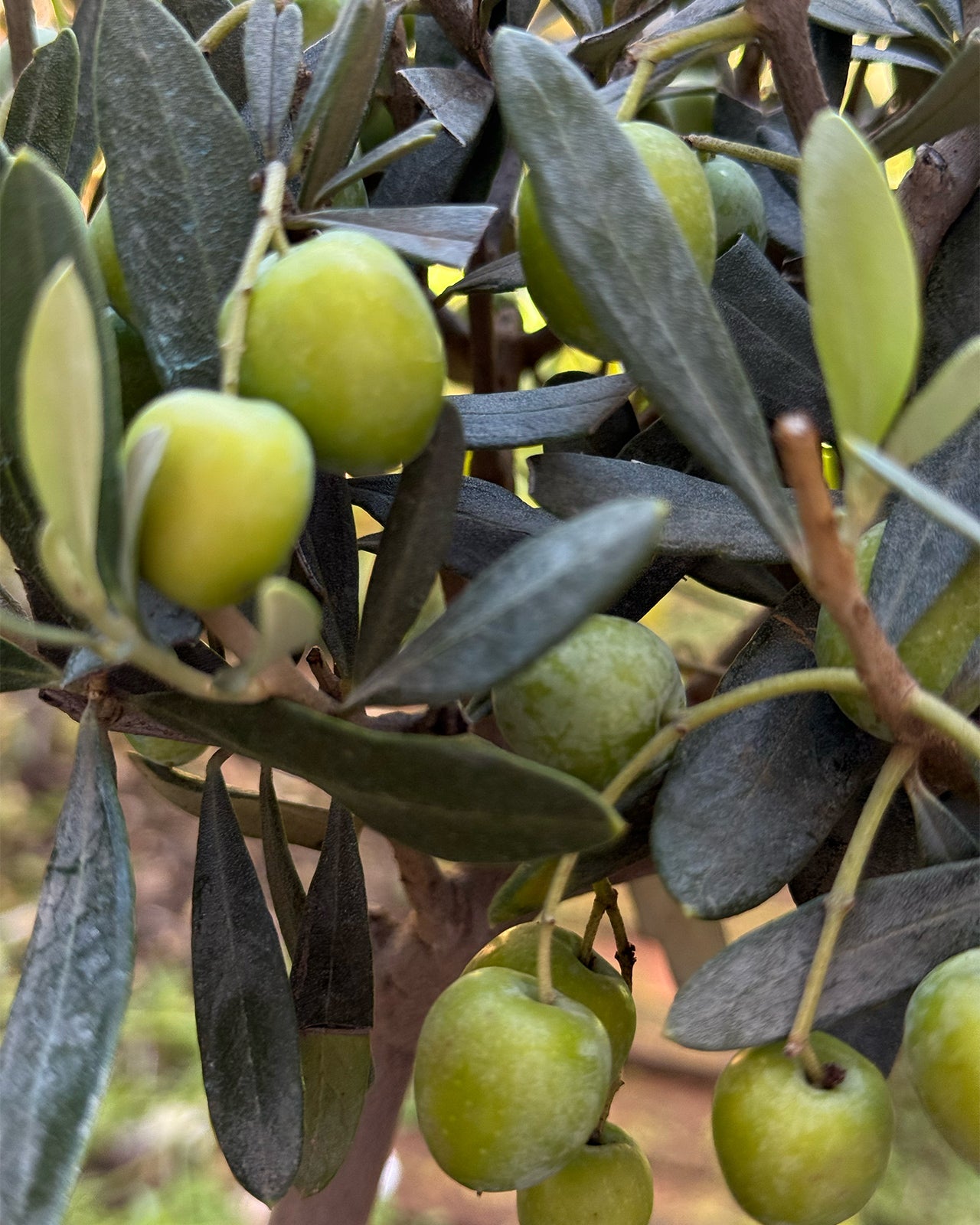 Mini Standard Olive Tree