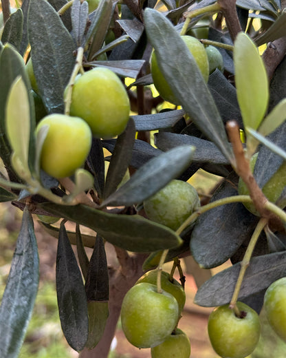 Mini Standard Olive Tree