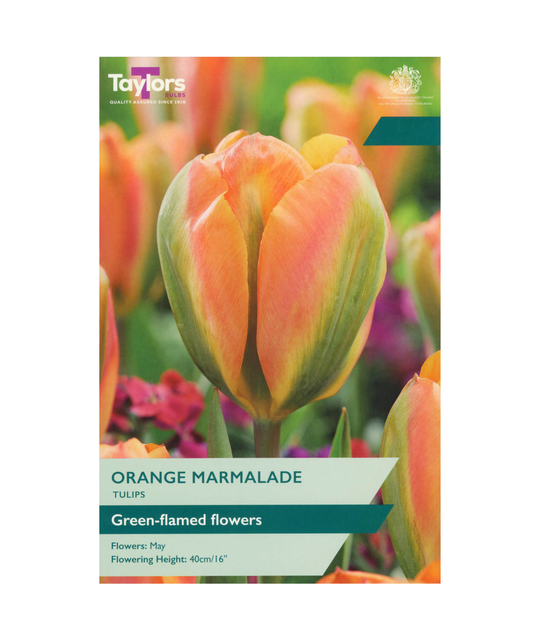 Tulip &