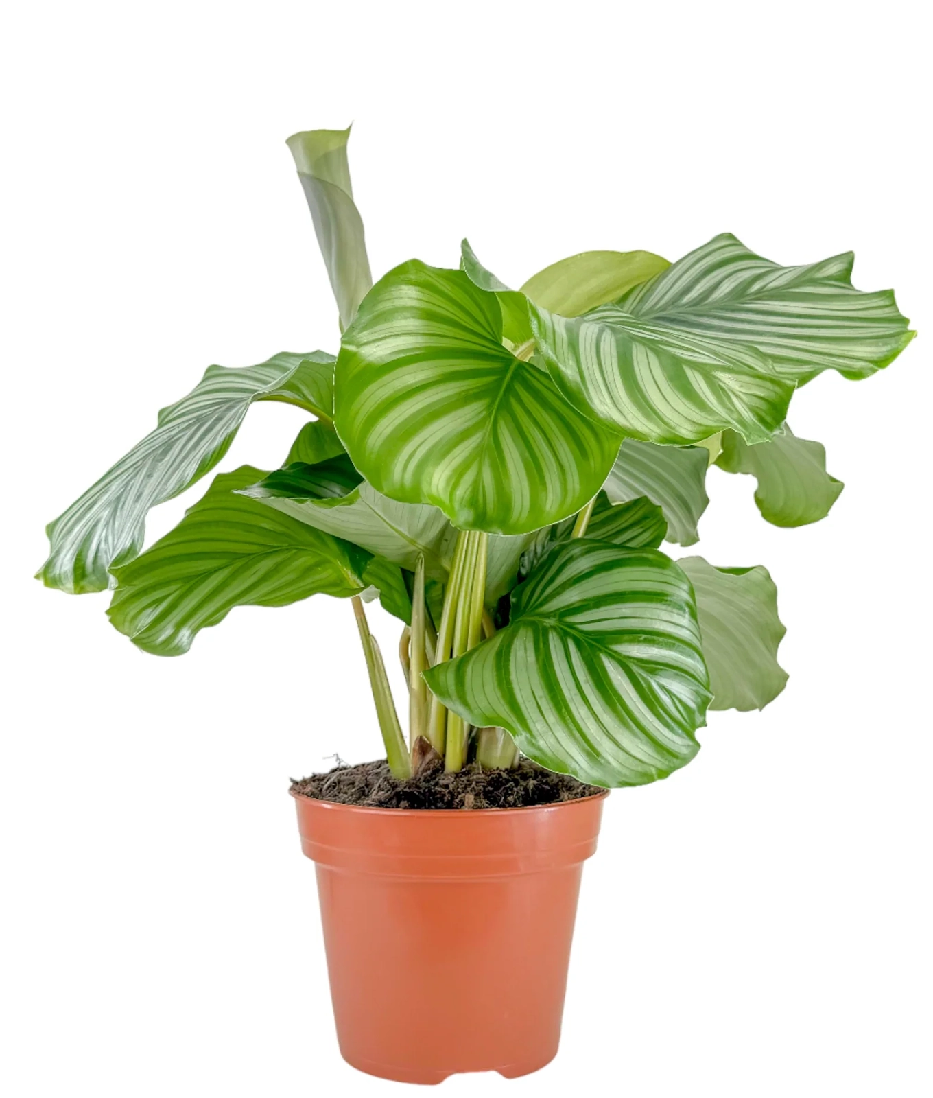 Calathea ‘Orbifolia’ 17cm
