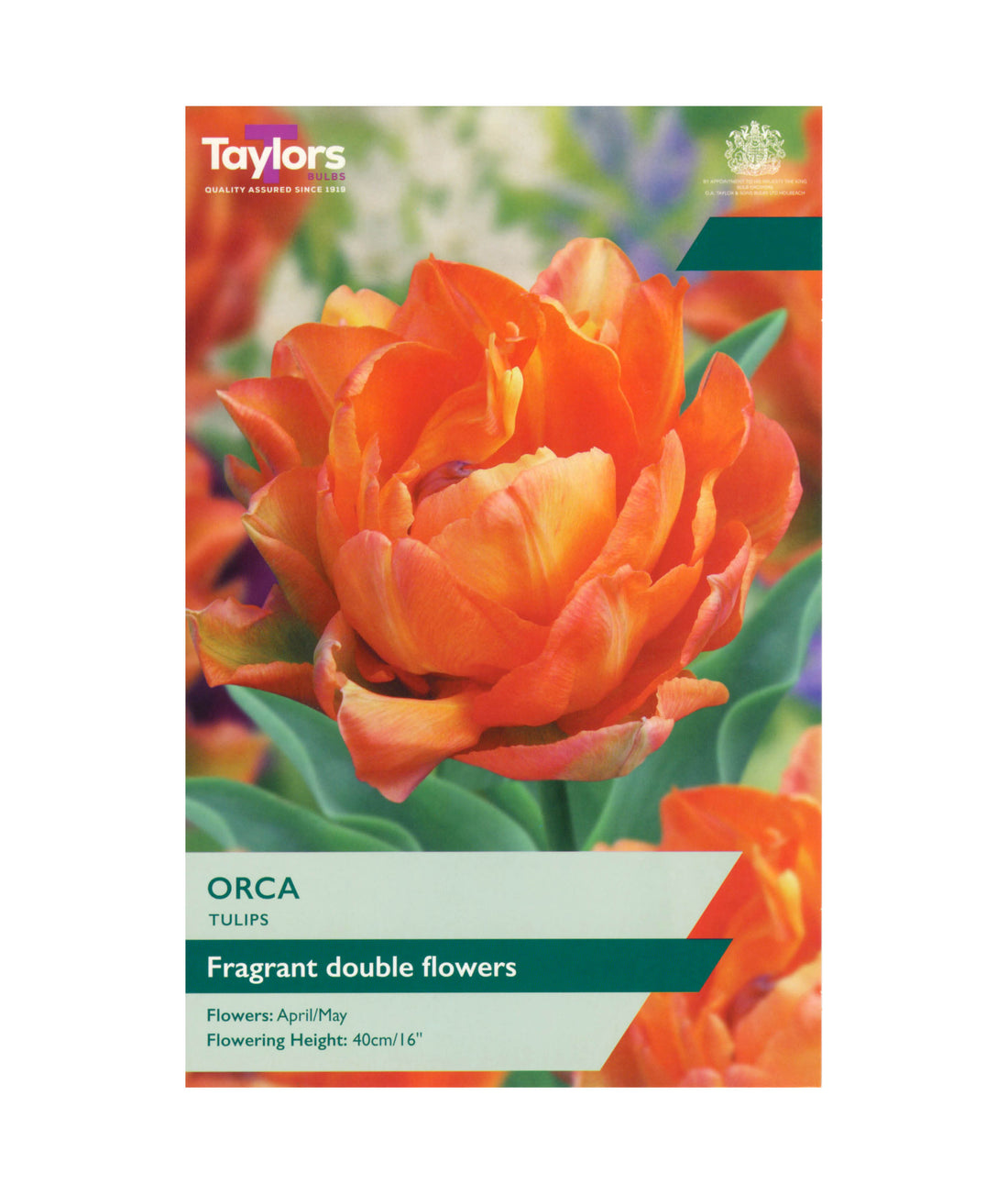 Tulip &