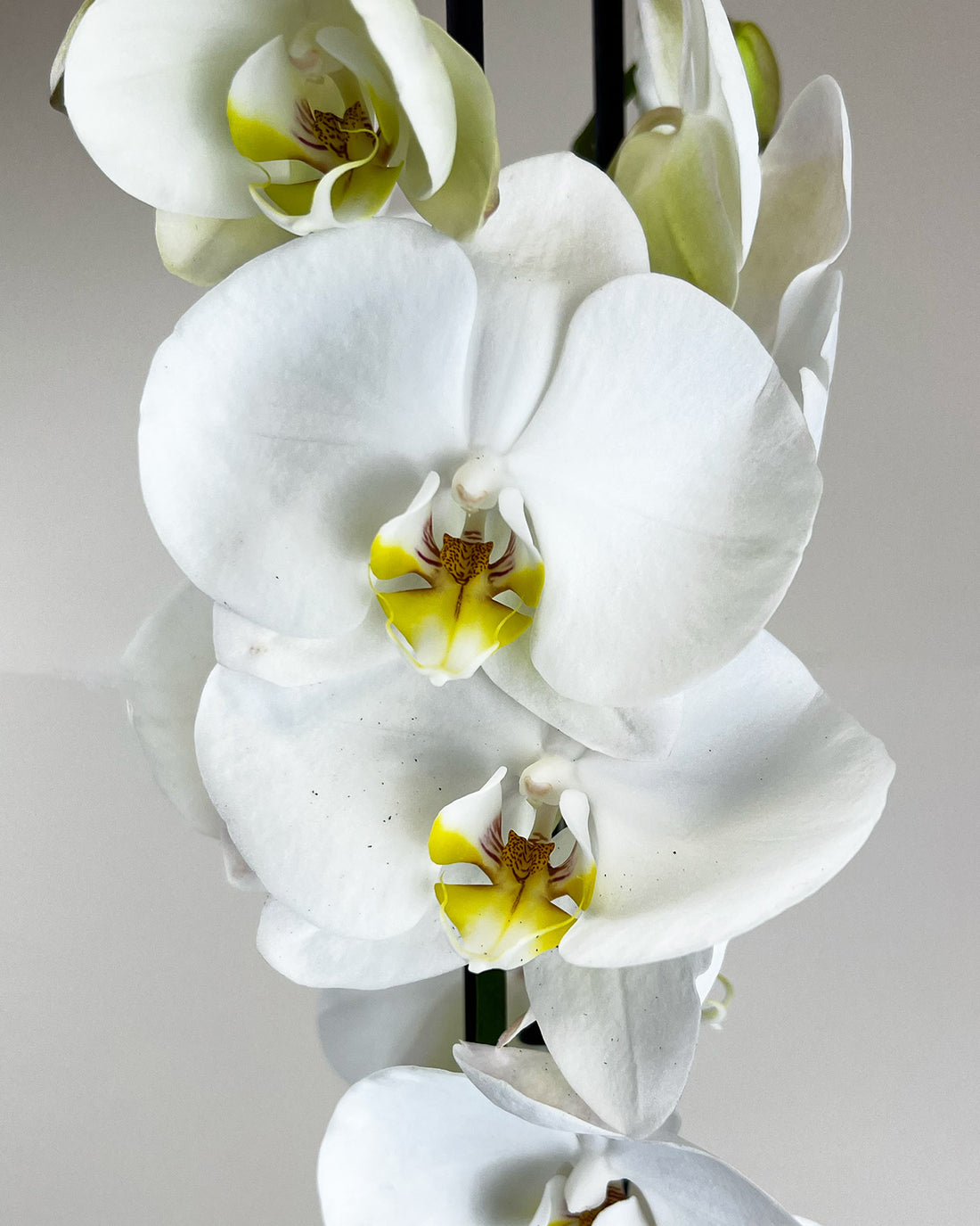 Phalaenopsis grandiflorum White