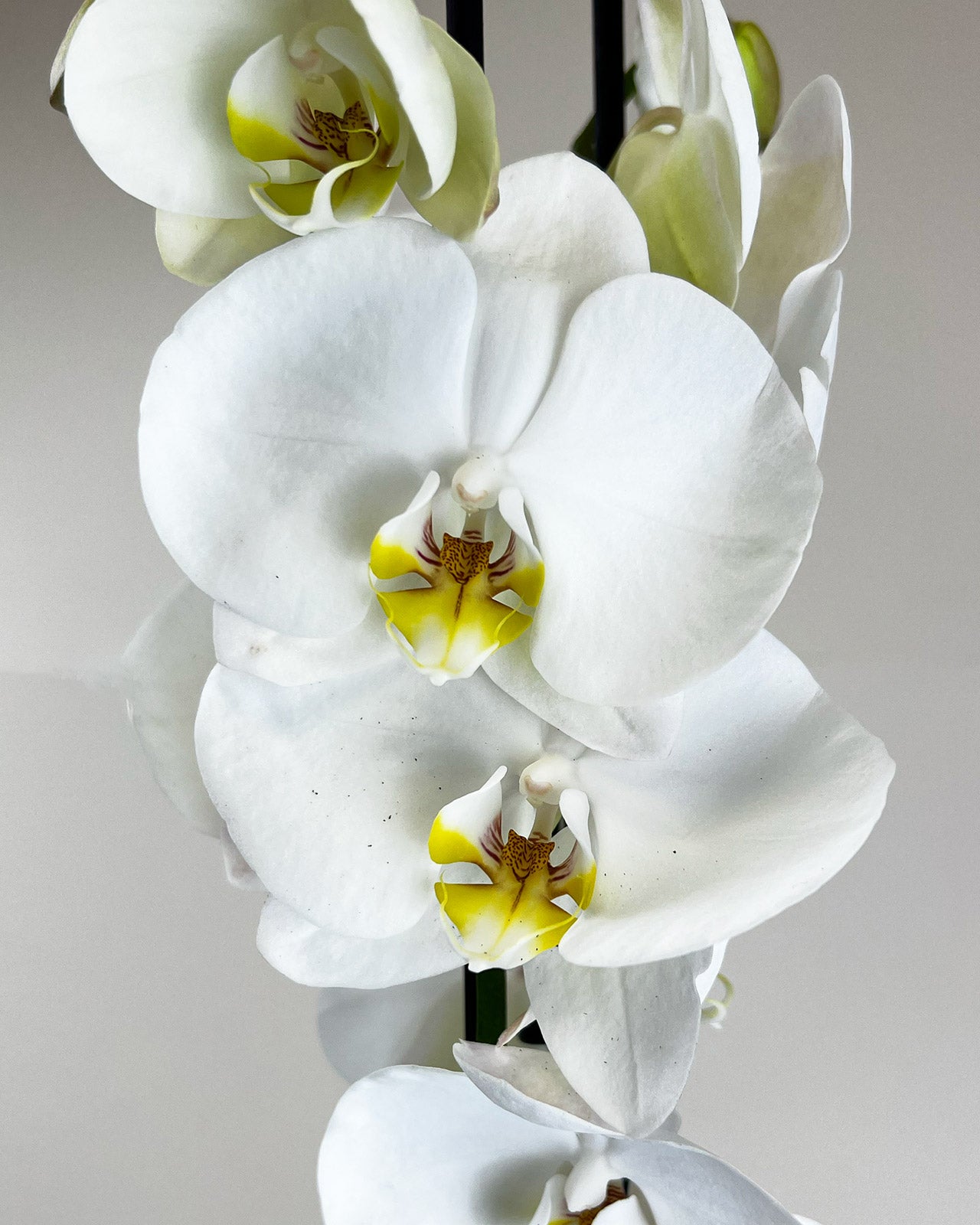 Phalaenopsis grandiflorum White
