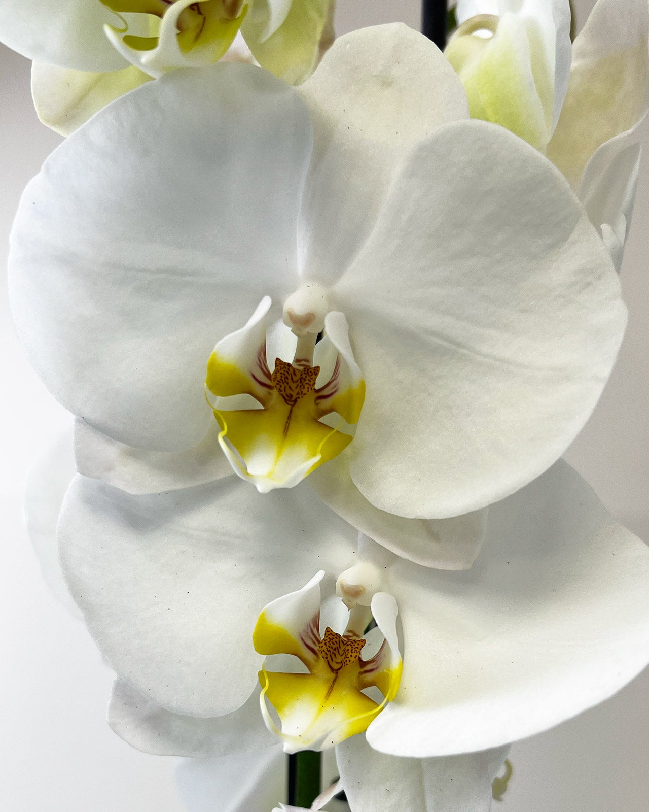 Phalaenopsis grandiflorum White