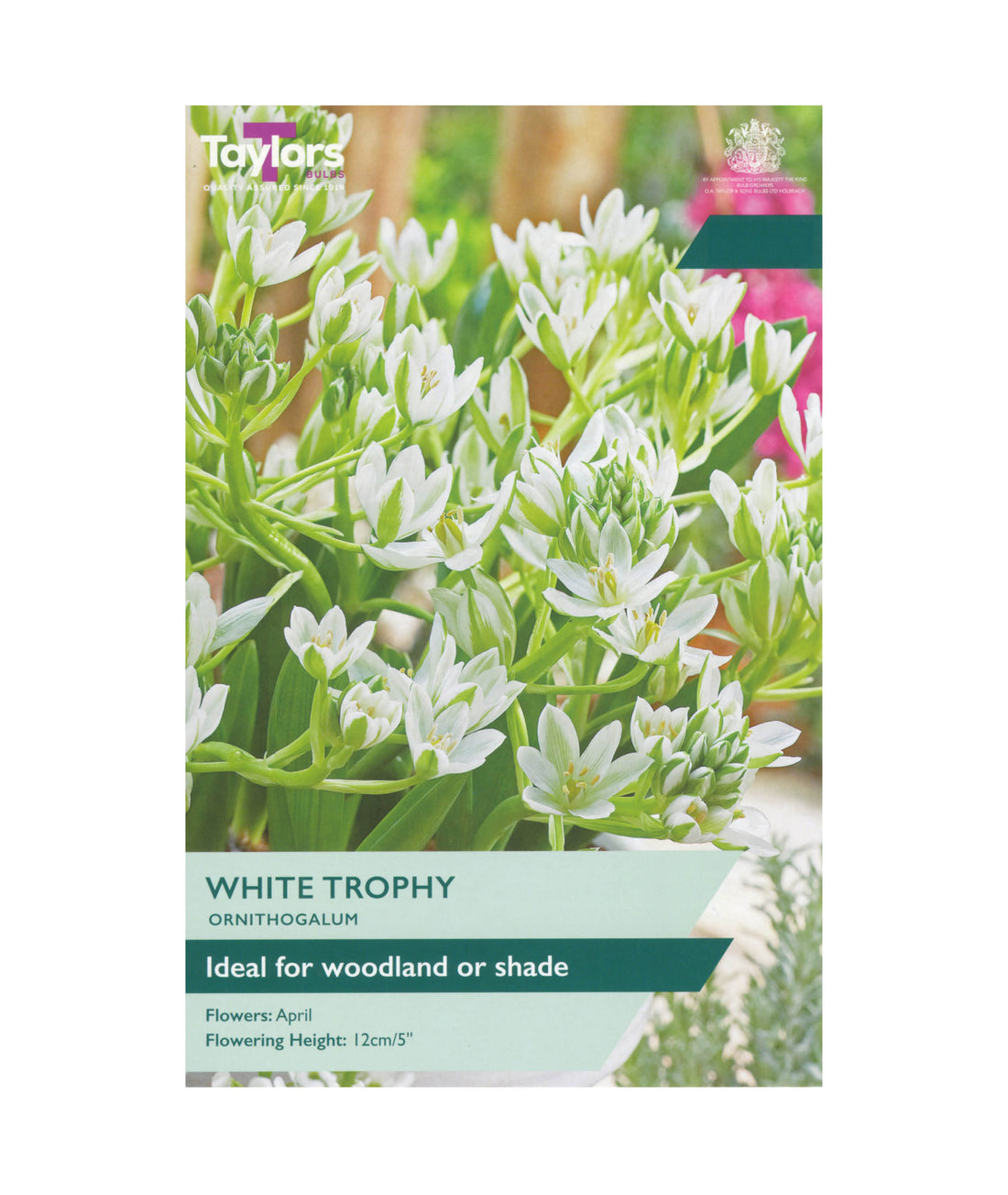 Ornithogalum &
