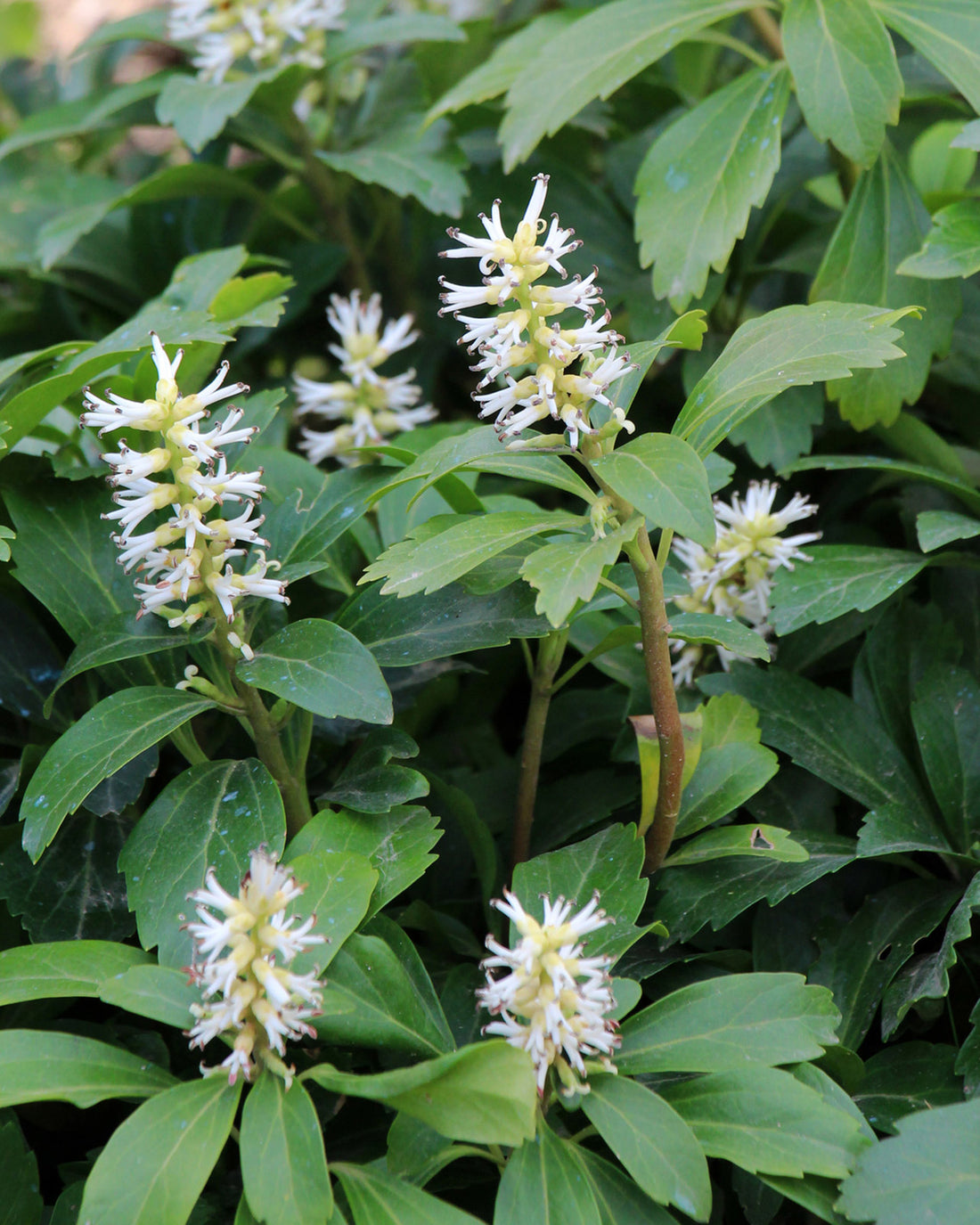 Pachysandra terminalis