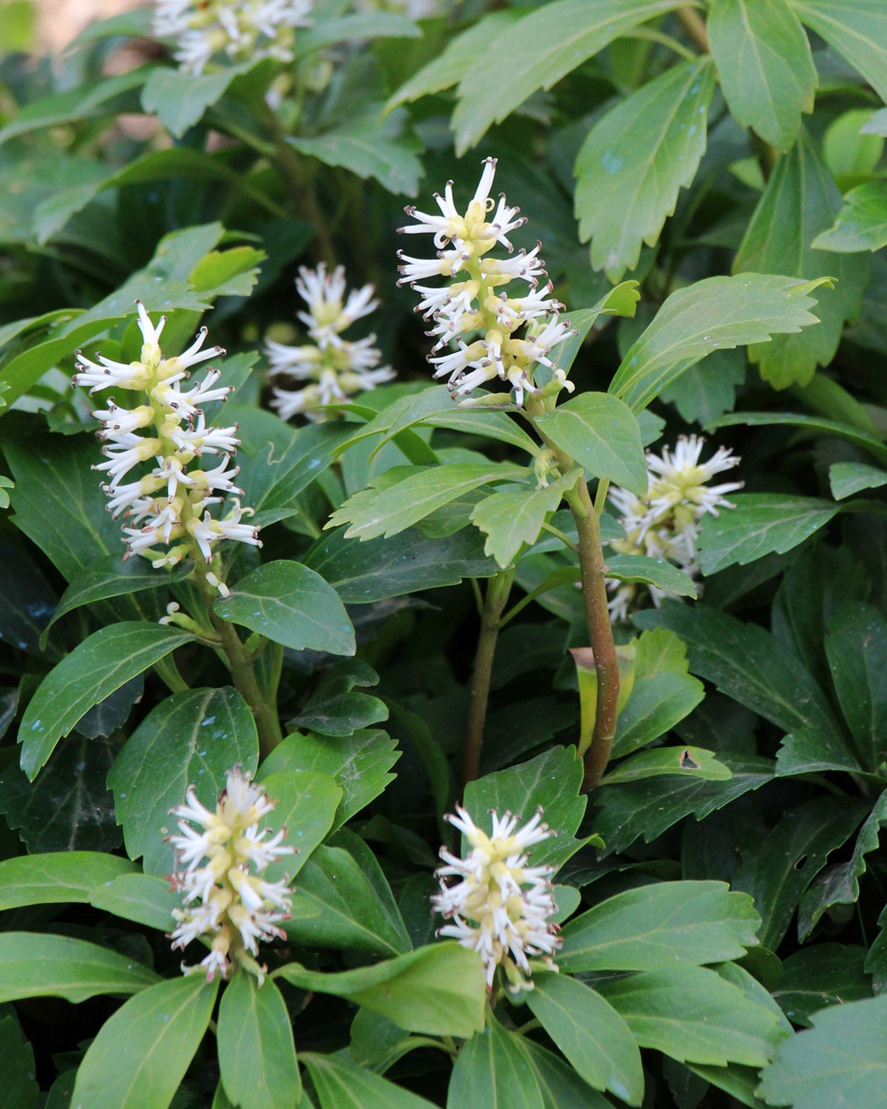 Pachysandra terminalis