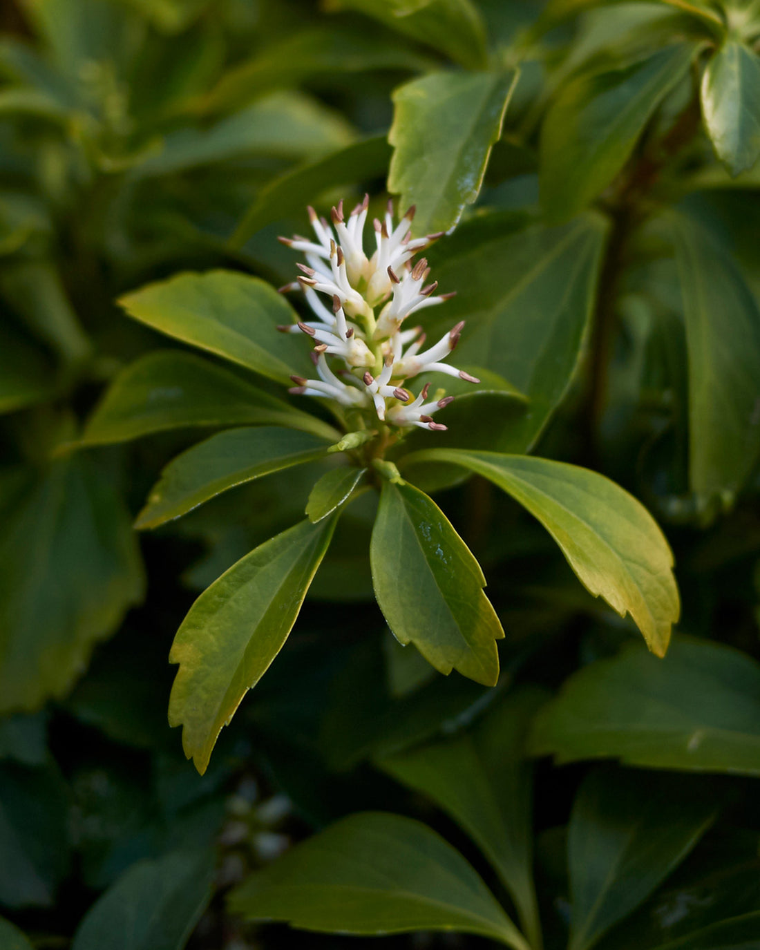 Pachysandra terminalis