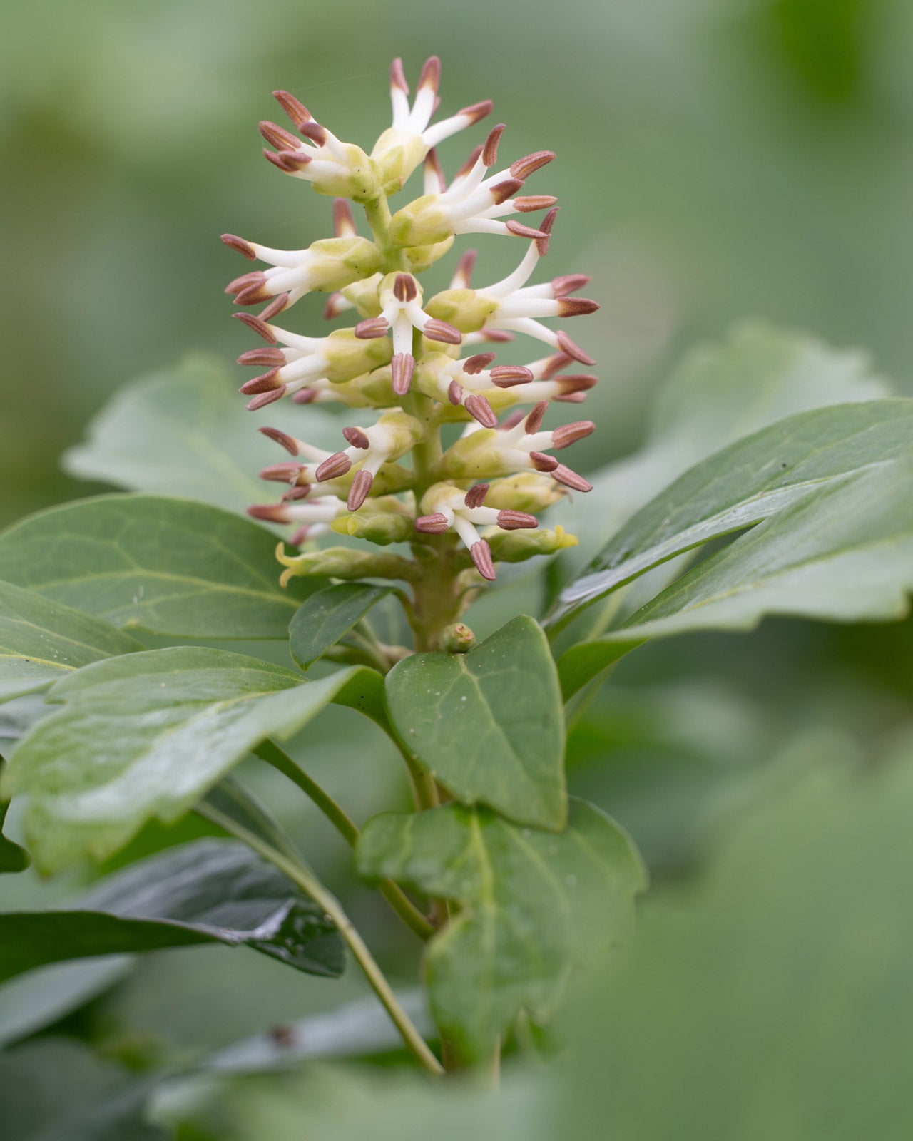 Pachysandra terminalis