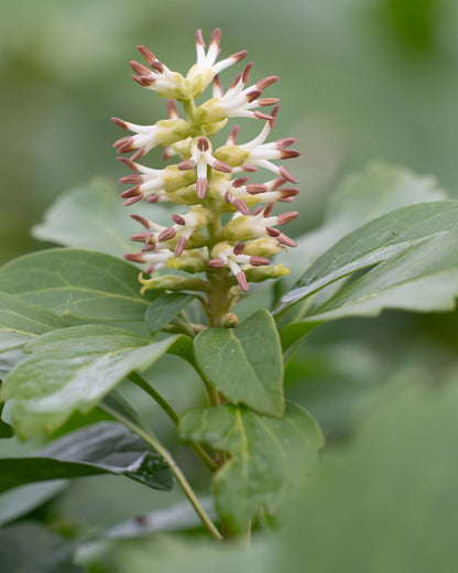 Pachysandra terminalis