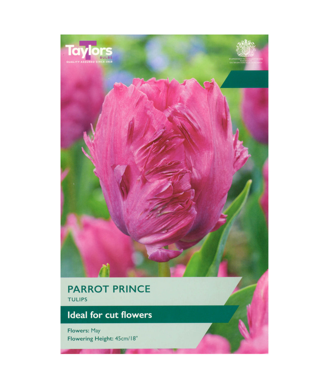 Tulip &