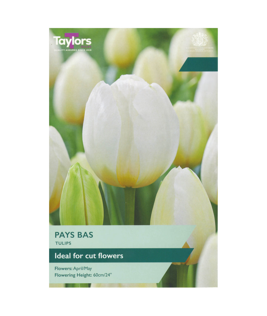 Tulip &
