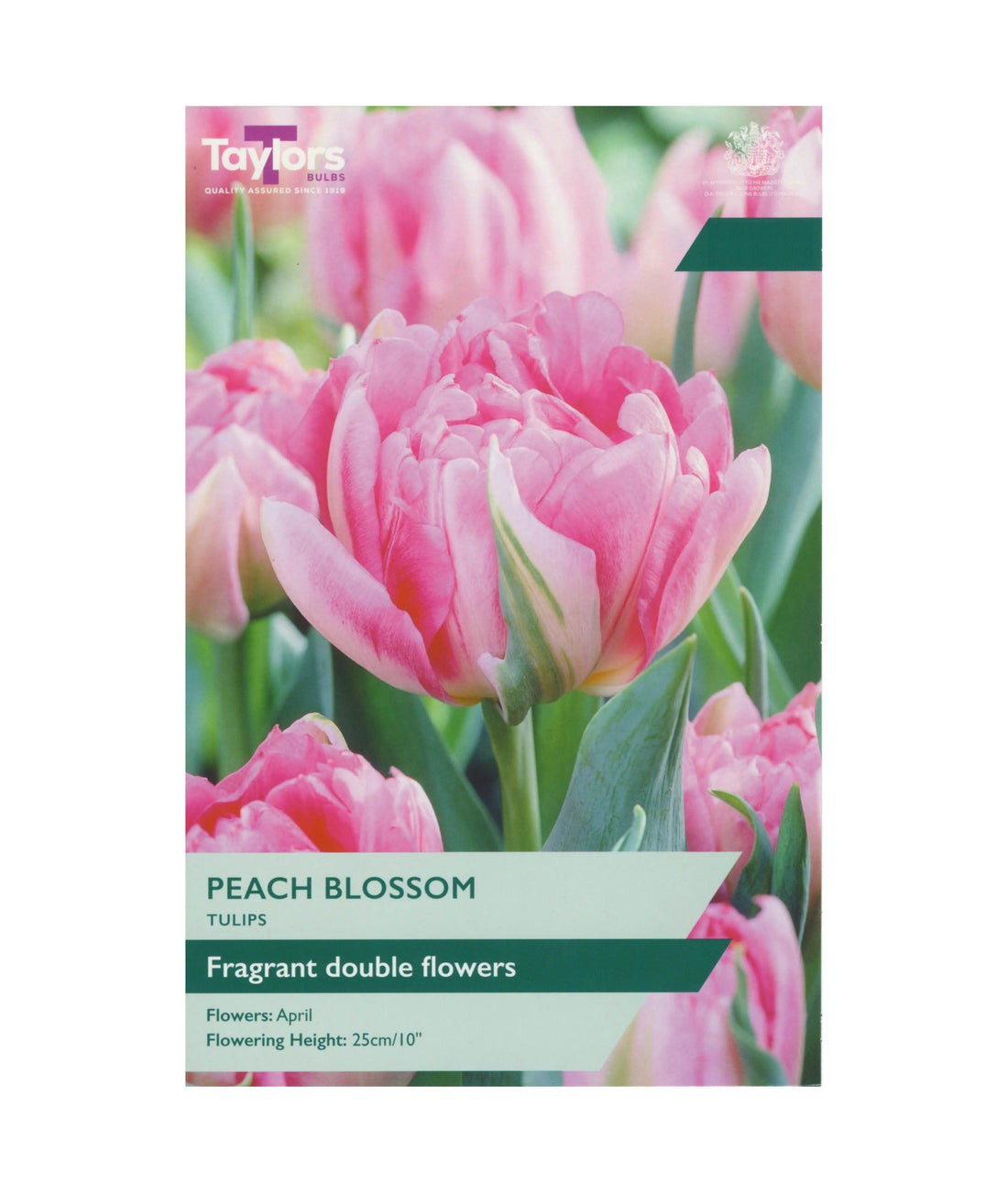 Tulip &