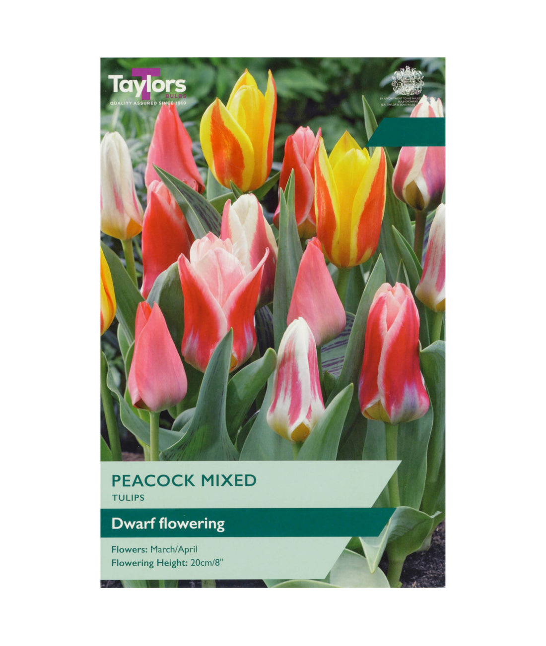 Tulip &