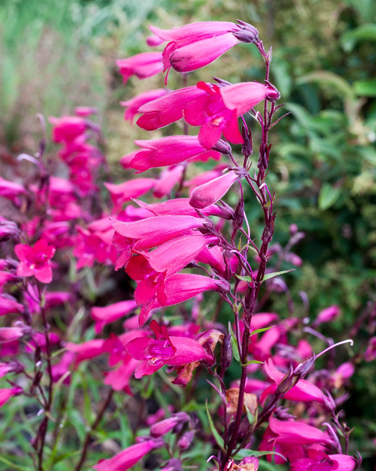Penstemon &