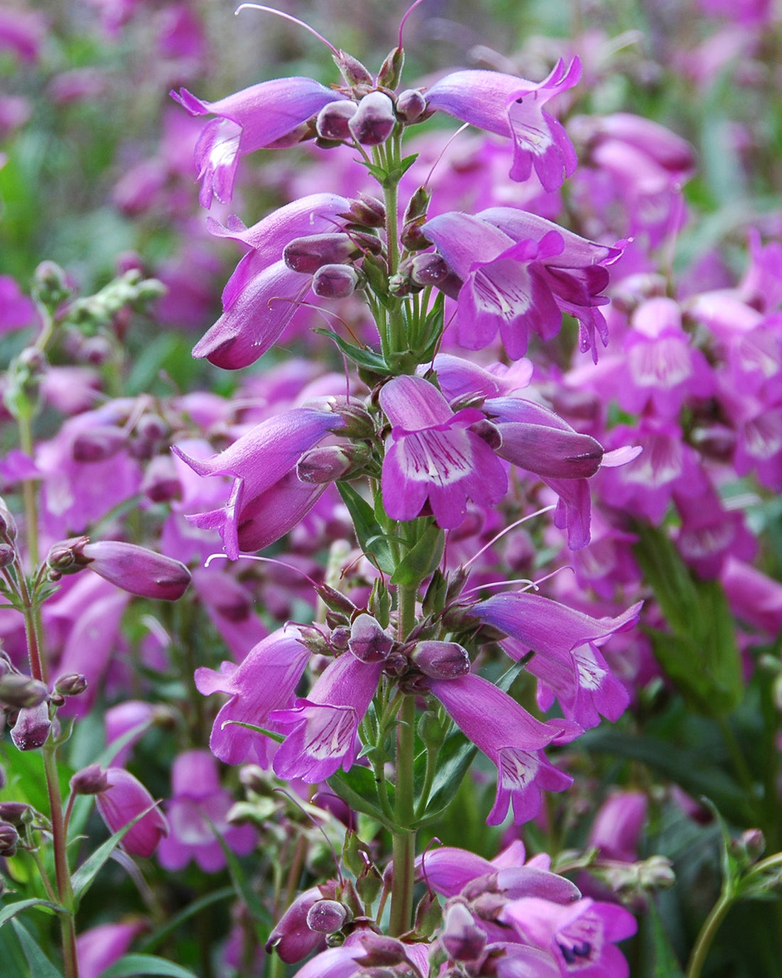 Penstemon &