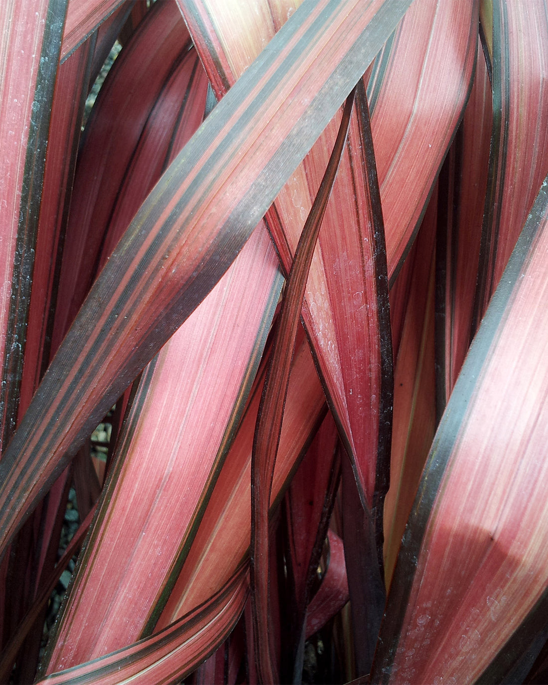 Phormium &