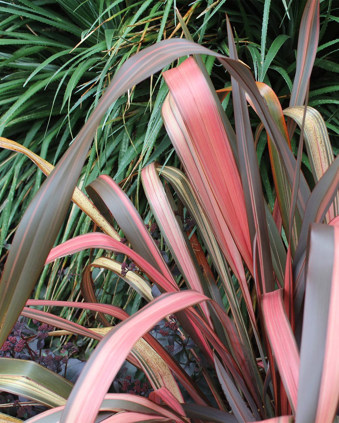 Phormium &