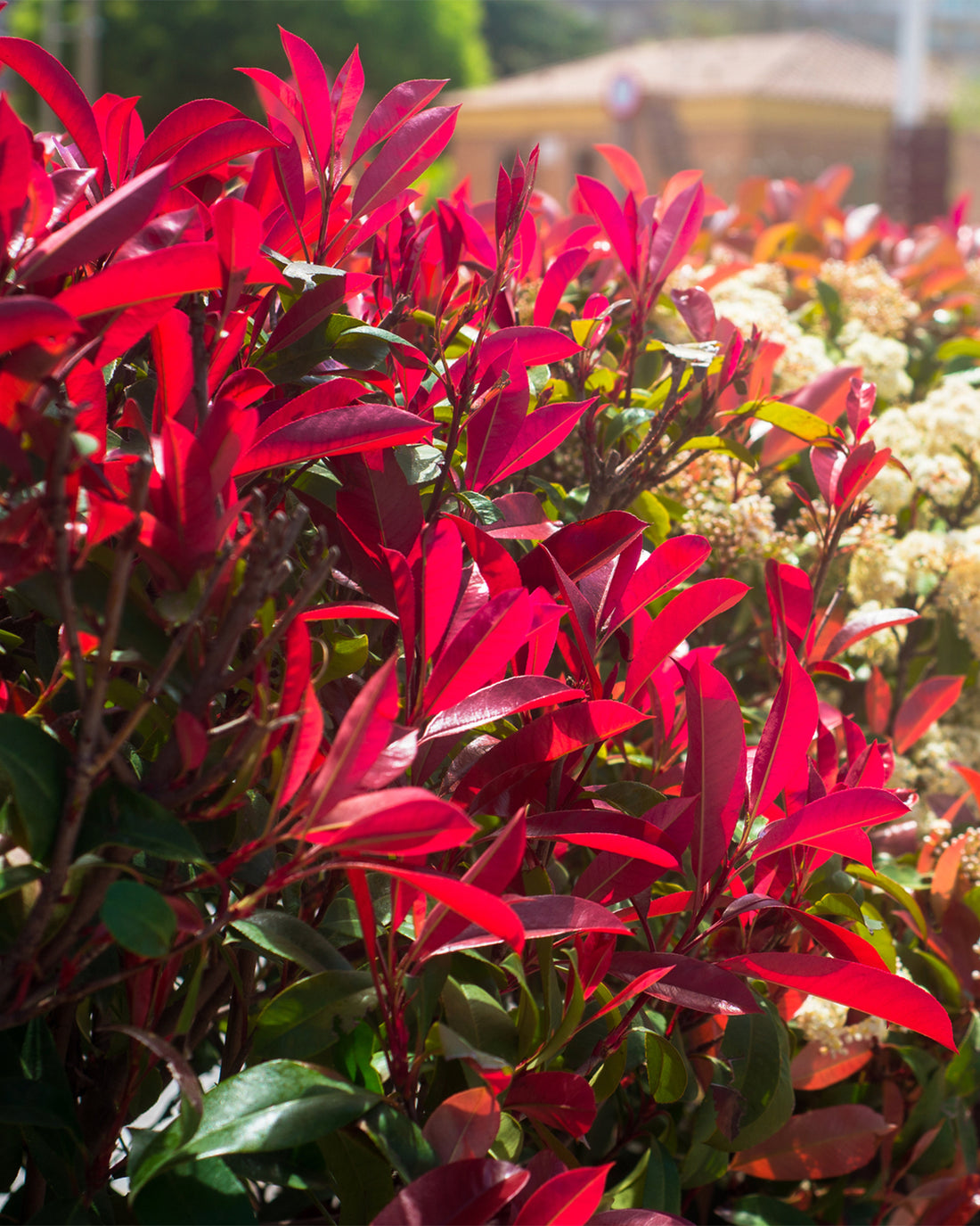 Photinia × fraseri ‘Robusta Compacta’