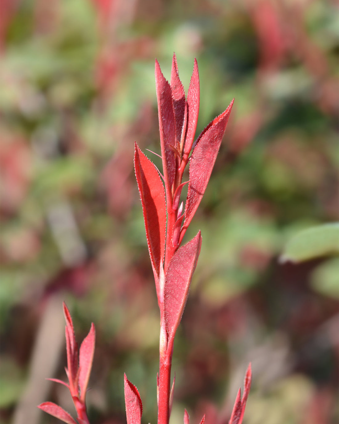 Photinia × fraseri ‘Robusta Compacta’