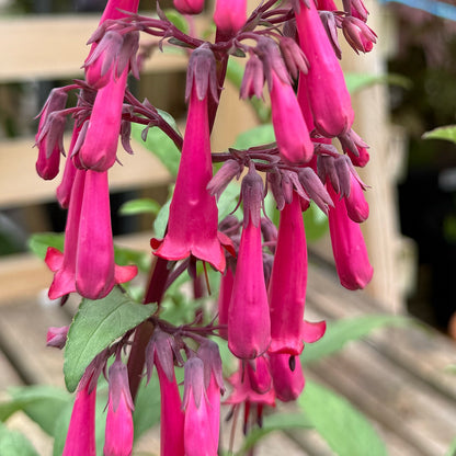 Phygelius &