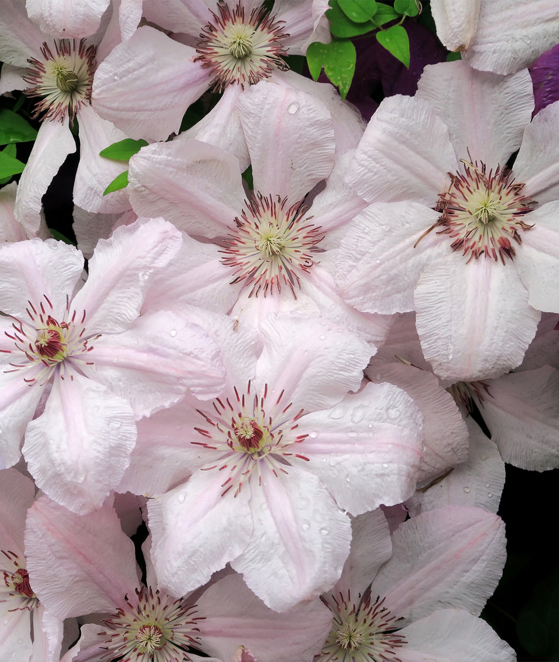 Clematis &