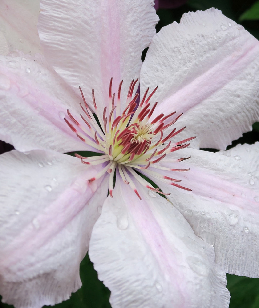 Clematis &