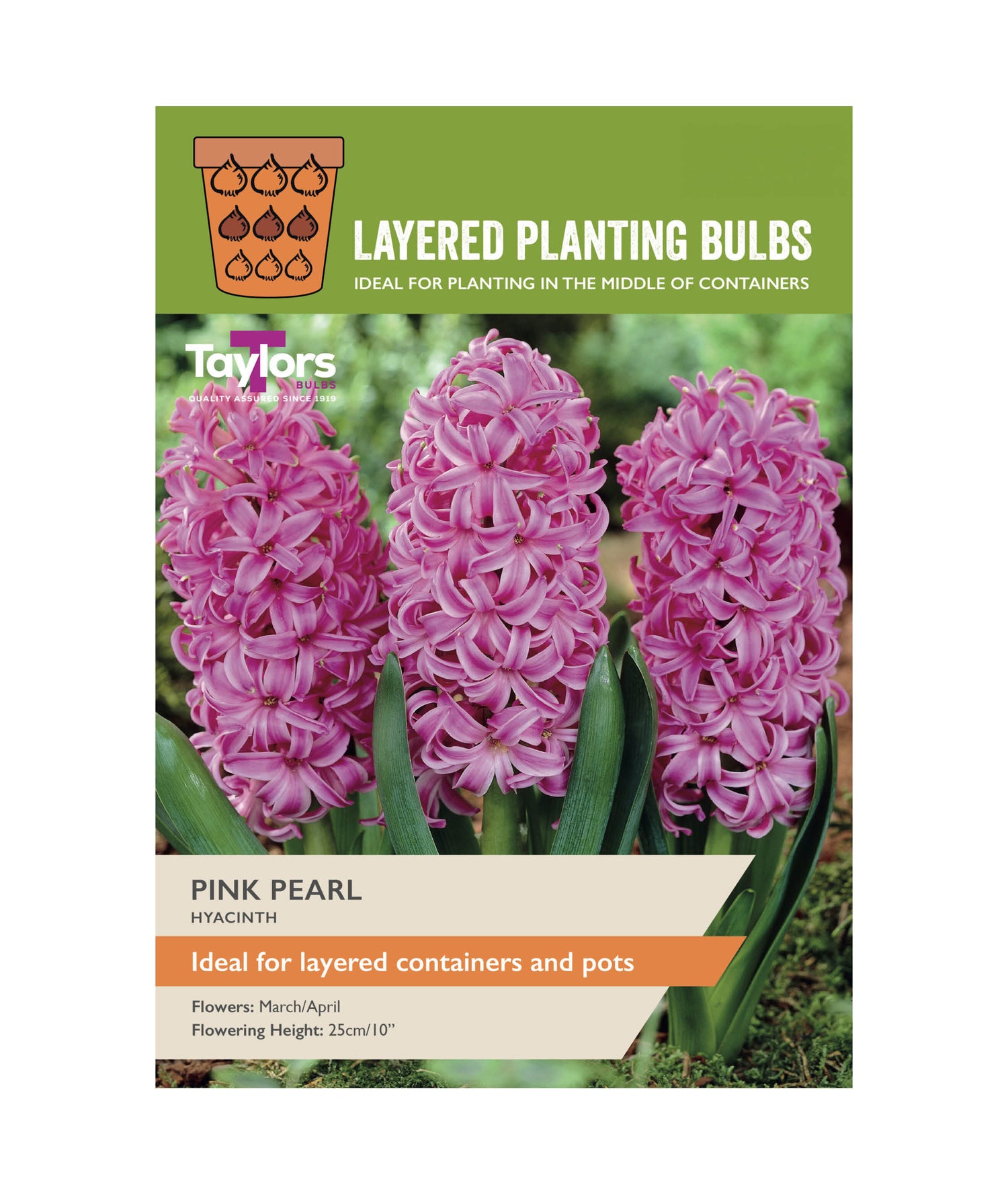 Hyacinth &
