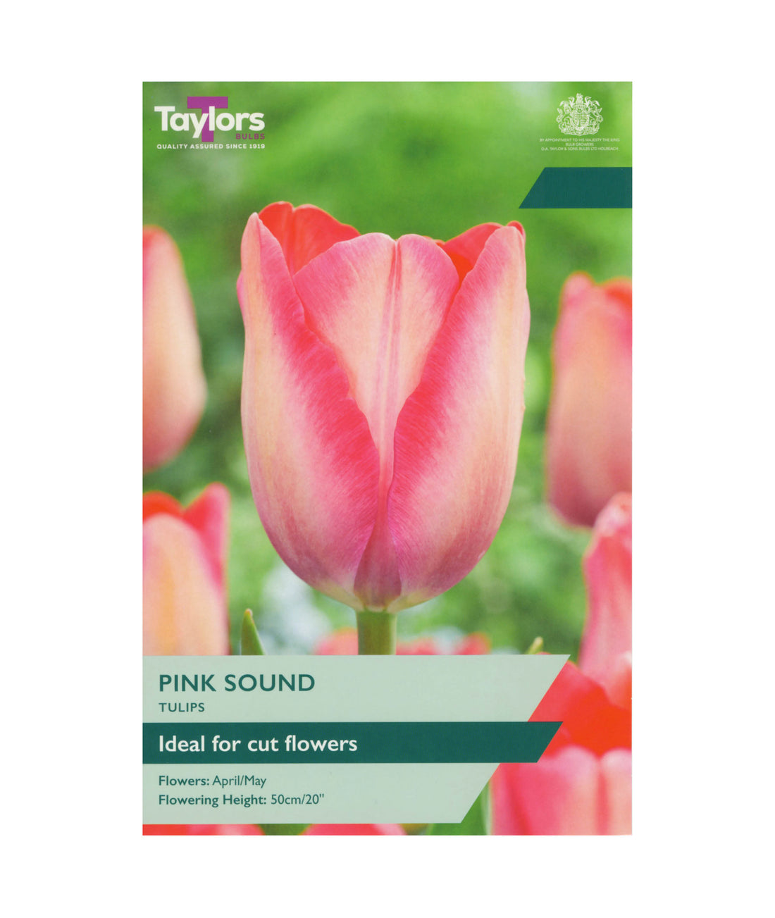 Tulip &