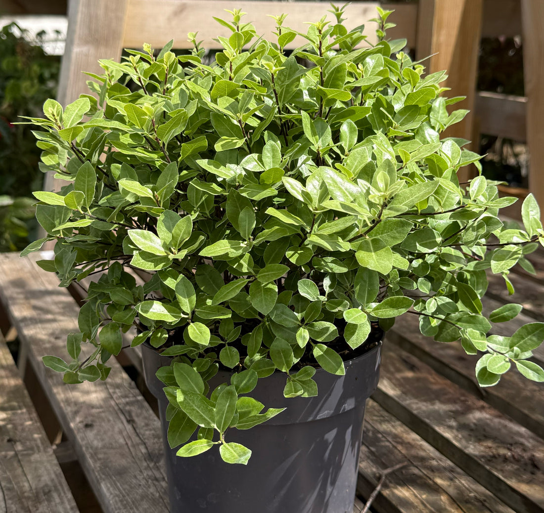 Pittosporum tenuifolium &