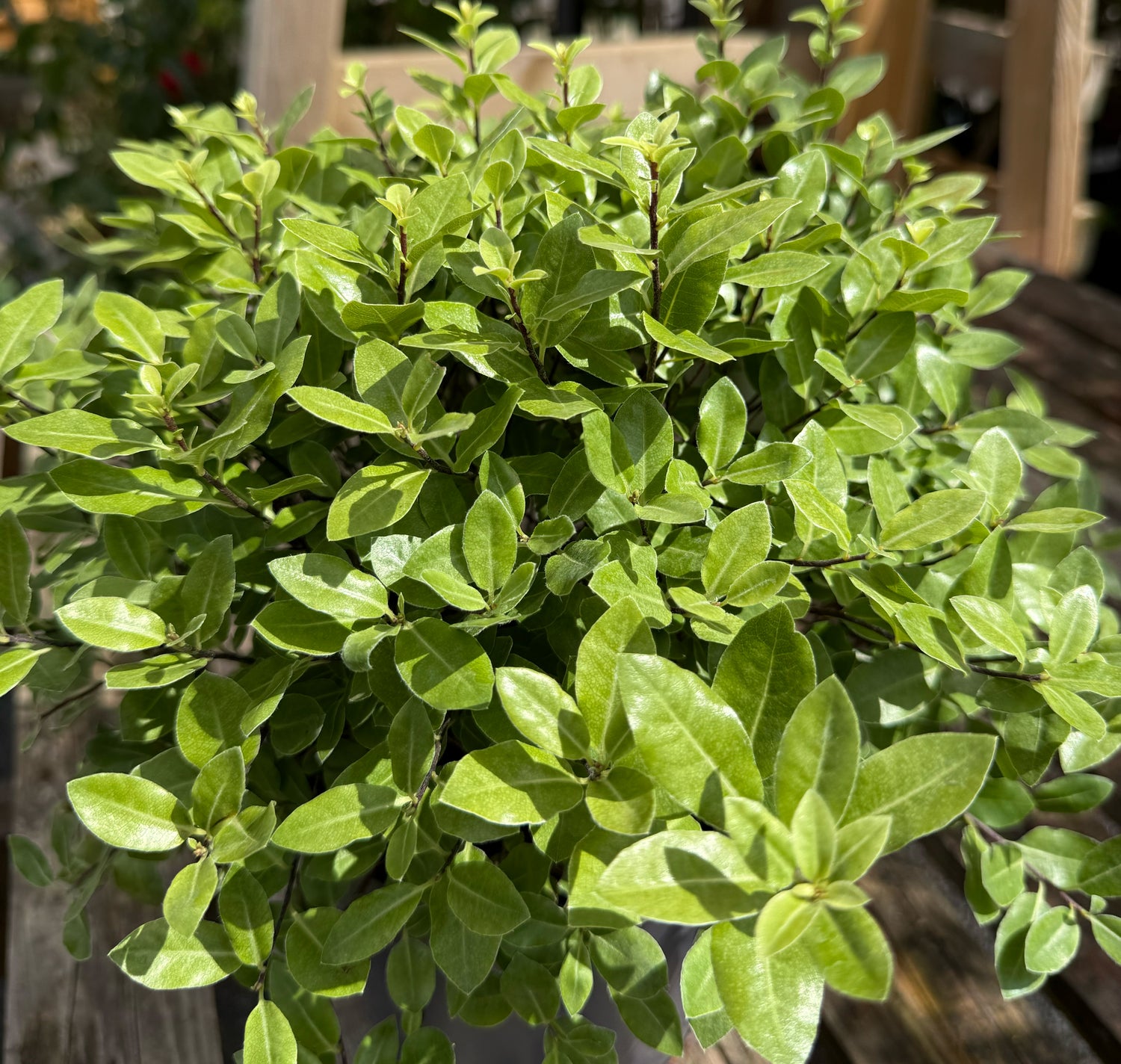 Pittosporum tenuifolium &