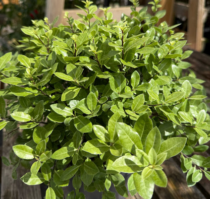 Pittosporum tenuifolium &